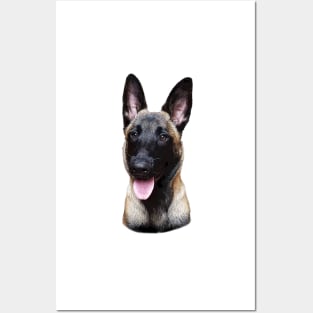 Belgian Malinois Puppy Dog Posters and Art